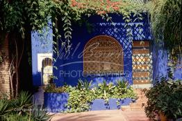 Image du Maroc Professionnelle de  Le Jardin Majorelle une pure merveille crée par le peintre français Jacques Majorelle, qui a eu le coup de foudre pour Marrakech. Yves Saint Laurent et Pierre Bergé font l’acquisition de ce havre de paix durant les années quatre-vingt où Yves Saint Laurent dessina plusieurs pièces. son voeux était de faire de ce parc une œuvre d’art vivante. On y découvre des plantes provenant des cinq continents, yuccas d’Océanie, lotus d’Asie, cactus d’Amérique, palmiers d’Afrique et cyprès d’Europe …, à Marrakech le Lundi 18 Août 1997. ((Photo / Abdeljalil Bounhar) 